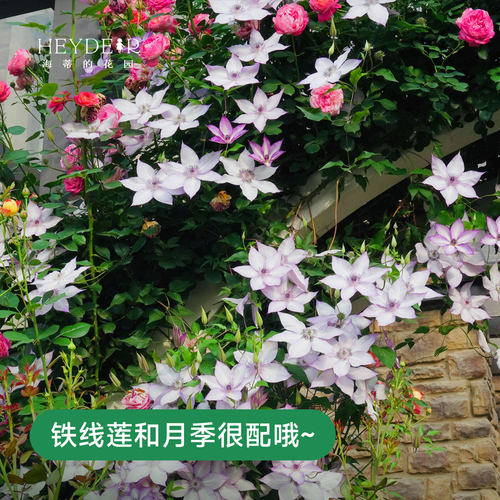 海蒂的花园铁线莲盆栽苗乌托邦倒影银币铃铛爬藤栅栏阳台花卉海妈 - 图1