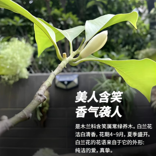 海蒂的花园黄葛兰黄角兰白兰花四川本土植物耐热香味花卉树苗盆栽 - 图0