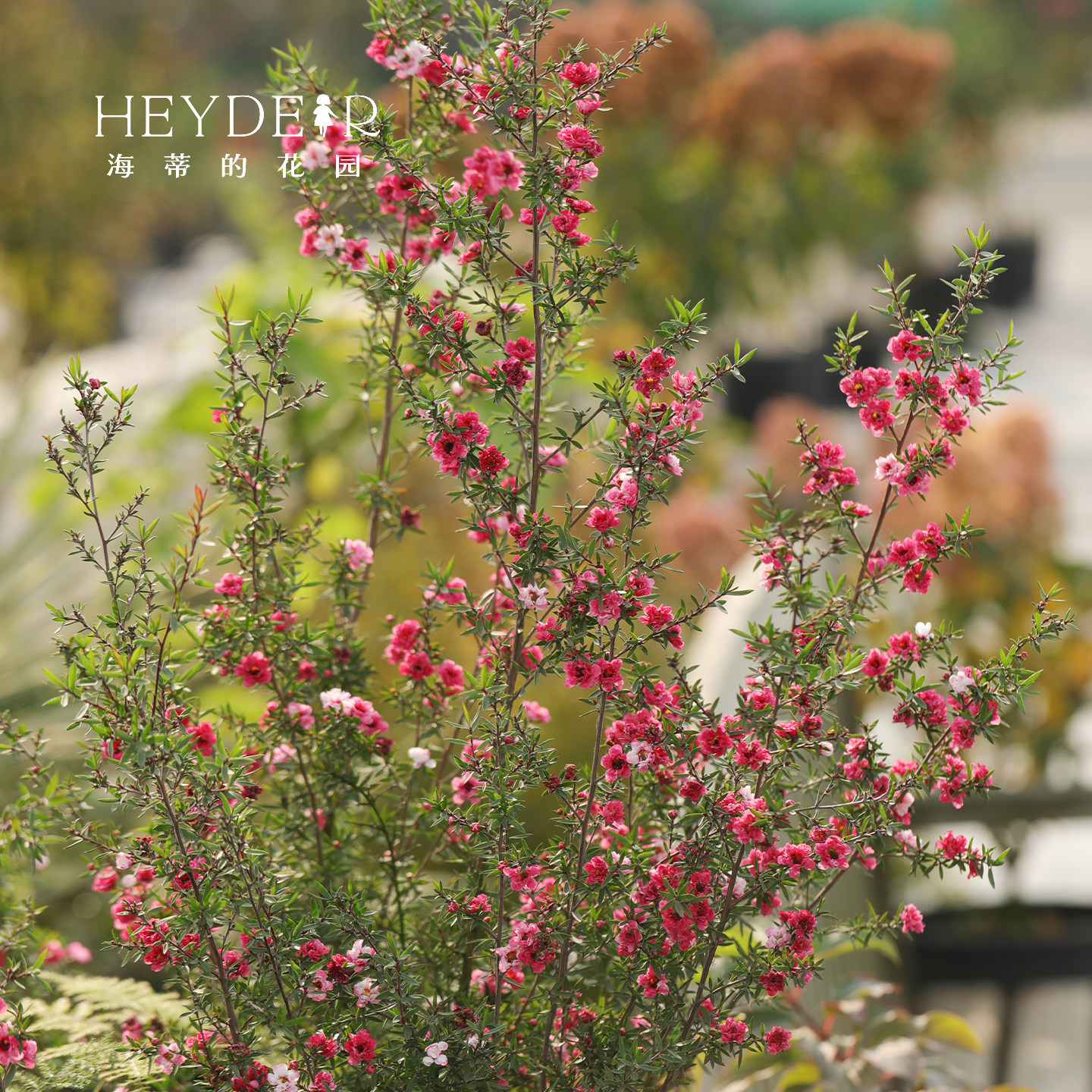 海蒂的花园松红梅冬季开花灌木全年常绿做绿篱花量大花卉盆栽植物,淘宝优惠券,粉丝福利购,淘宝优惠卷