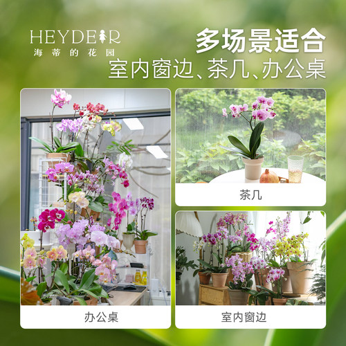 海蒂的花园蝴蝶兰盆栽带花苞宝贝兰花秋花苗冬室内年宵开花植物 - 图0