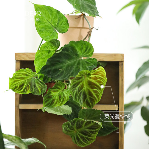 海蒂的花园蔓绿绒印第安羽毛喜林芋室内观叶植物客厅书房绿植盆栽 - 图0