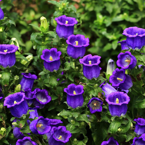 海蒂的花园 风铃草阳台庭院好养植物蓝色粉色花境搭配花卉盆栽苗 - 图1