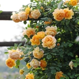 Садовая роза садовая роза, голубая дождливый дождливый дождь, лазание на виноградном соке балкон балкон розовый горшок