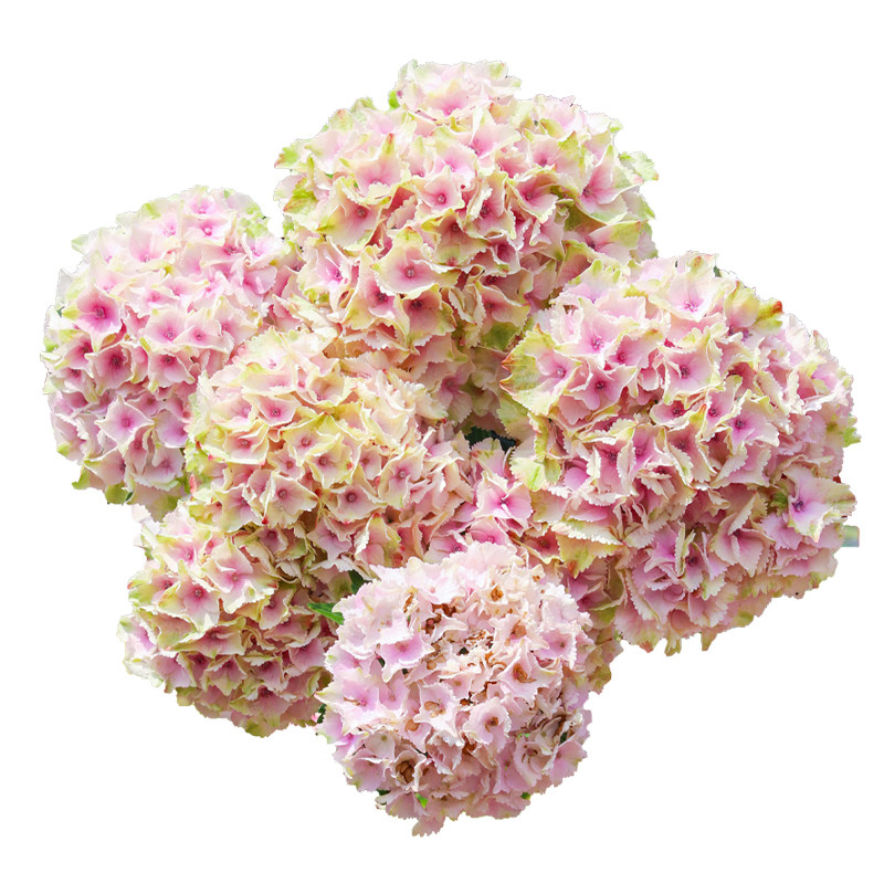 海蒂的花园魔幻海洋大花绣球魔幻系列庭院阳台露台花卉植物盆栽苗,淘宝优惠券,粉丝福利购,淘宝优惠卷