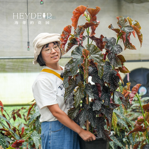 海蒂的花园秋海棠盆栽竹节海棠阳台室外室内客厅桌面绿植观叶植物 - 图2