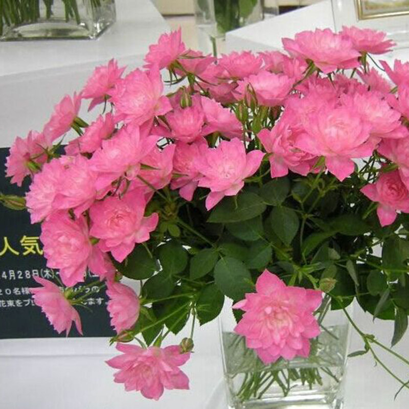 海蒂的花园 天荷/繁星微型月季花期长丰花多头阳台花卉植物盆栽苗,淘宝优惠券,粉丝福利购,淘宝优惠卷