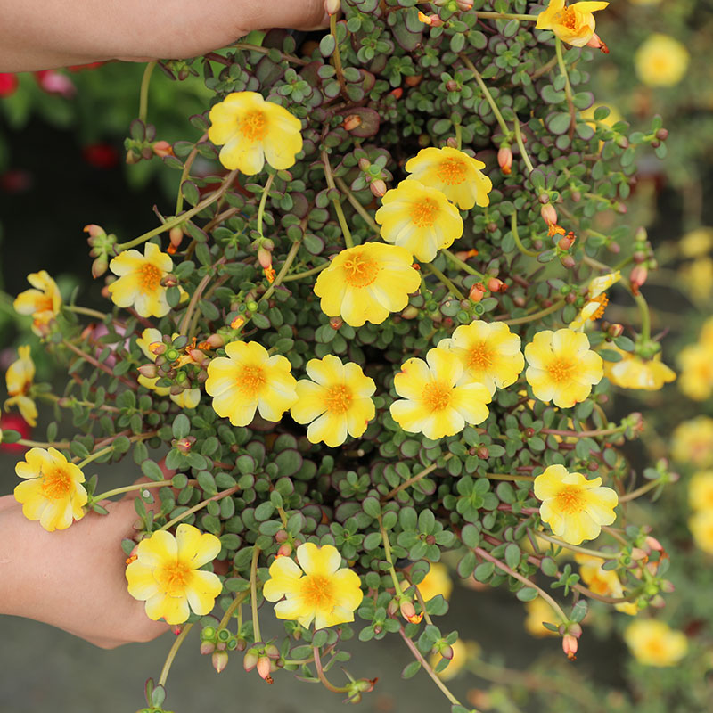 海蒂的花园太阳花大花马齿苋好养耐热勤花阳台庭院花卉植物盆栽苗 - 图2