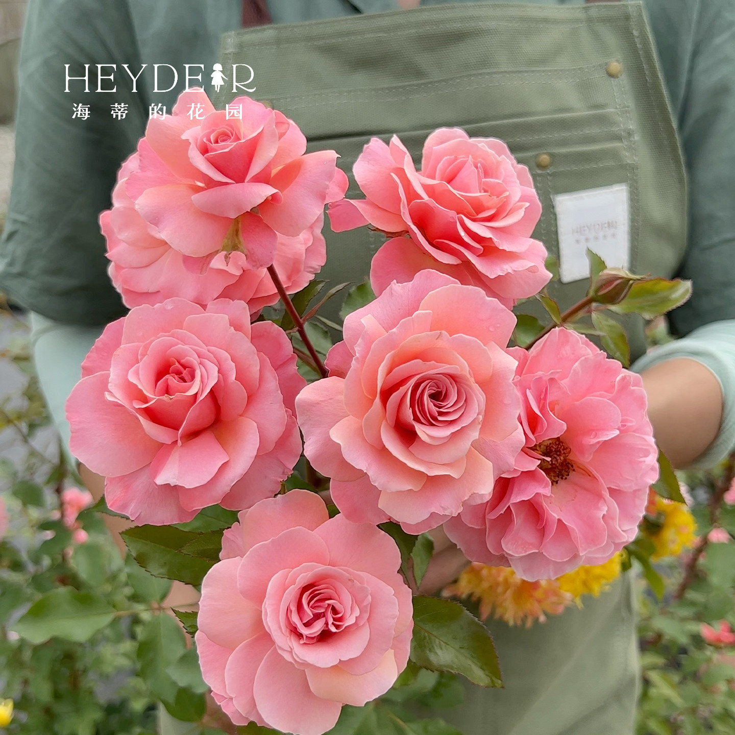 海蒂的花园月季花苗波提雪莉直立玫瑰切花型庭院花境植物花卉盆栽,淘宝优惠券,粉丝福利购,淘宝优惠卷