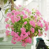 Hyett's Garden Geranium Plant Balcony Four Seasons