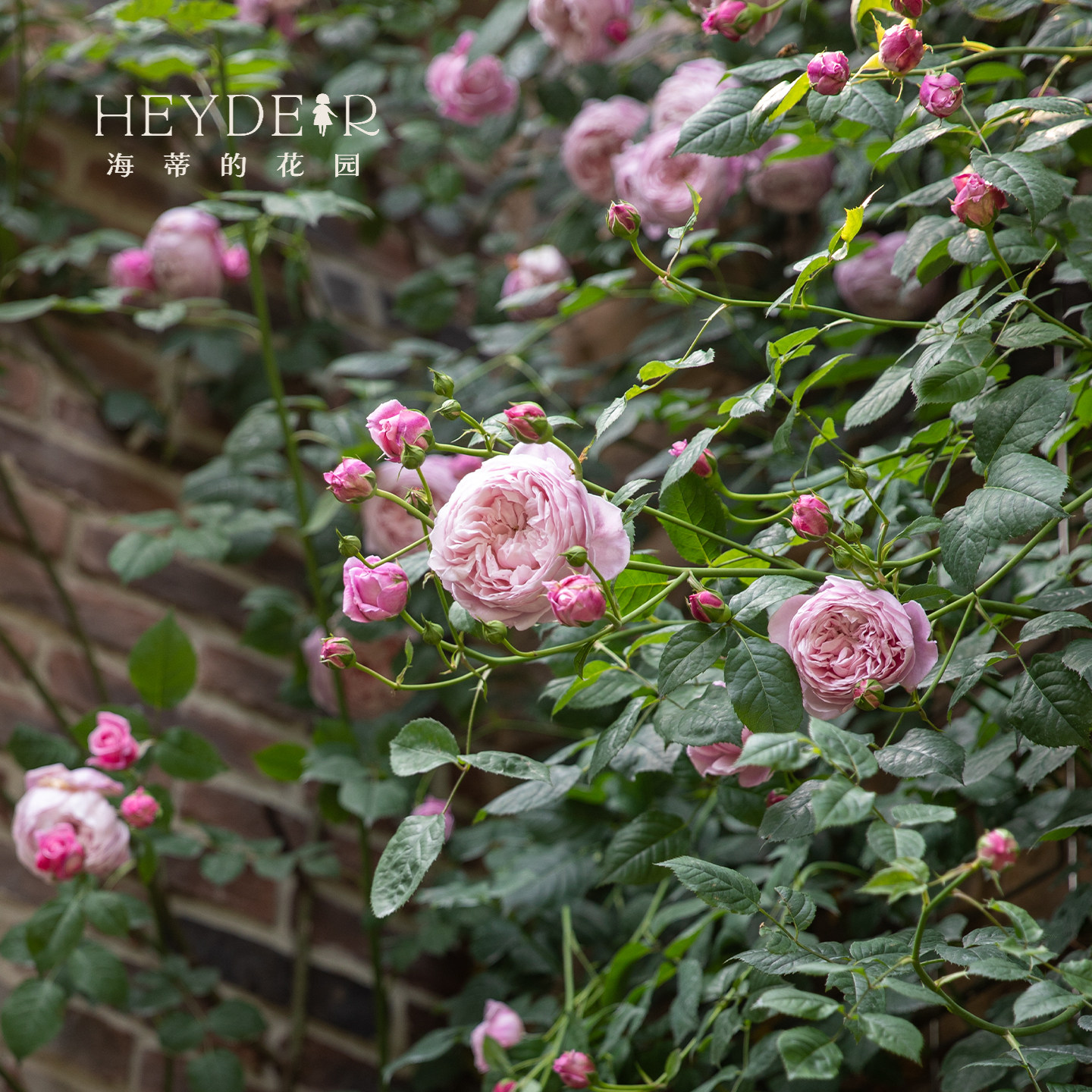 海蒂的花园自由精神奥斯汀月季爬拱门浓香包子长势强健花卉盆栽苗,淘宝优惠券,粉丝福利购,淘宝优惠卷