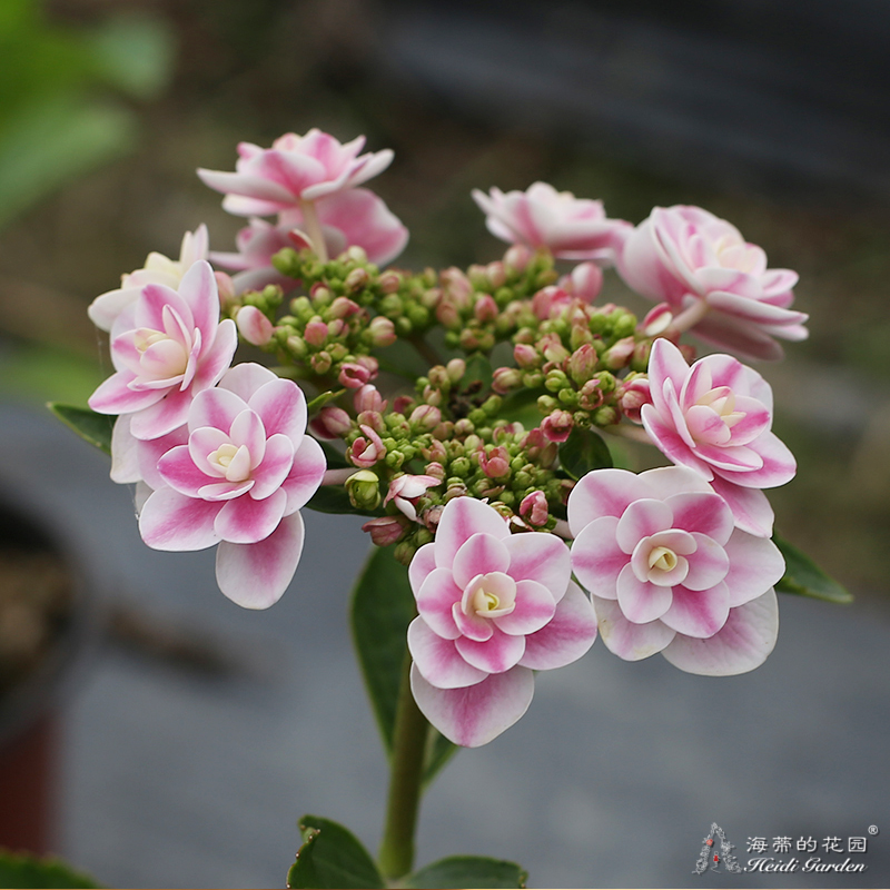 海蒂的花园绣球花雨中曲大花平顶绣球八仙花阳台庭院露台花卉盆栽-图2