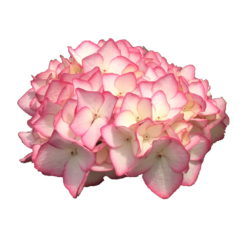 海蒂的花园绣球花苗塞布丽娜大花绣球花量大阳台庭院花卉植物盆栽,淘宝优惠券,粉丝福利购,淘宝优惠卷