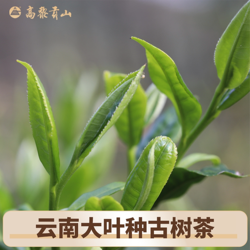 高黎贡山2024年古树白茶龙珠云南大叶种晒青6g*30袋装茶叶自己喝 - 图3