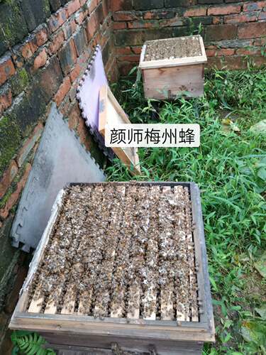 颜师梅州蜂园处蜜蜂蜂王活体中蜂女王仓蜂强群良种新产卵蜜蜂种王 - 图3