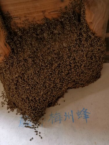 颜师蜂园蜜蜂群活体蜜蜂中蜂群活框箱蜂种群阳台庭院宠物蜜蜂蜂群 - 图1