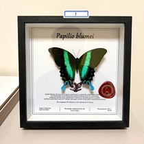 Insect Valley Love God Phoenix Butterfly Specimen Photo Frame Papilio Blumei Girlfriend Holiday Gift