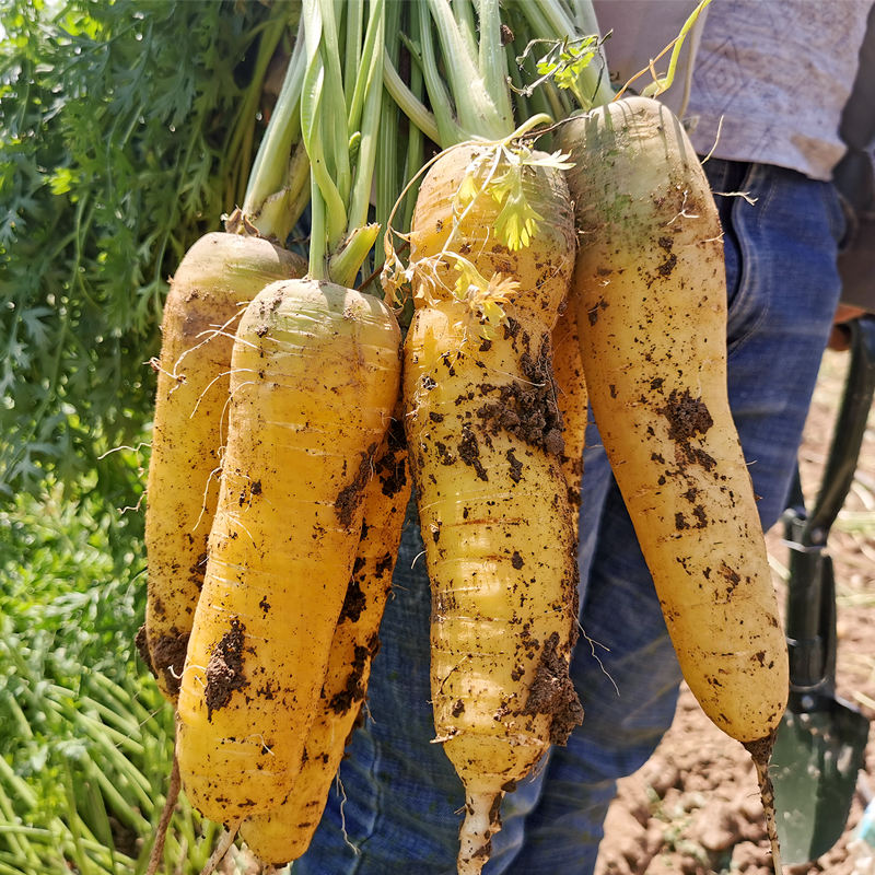 新疆黄心胡萝卜新鲜蔬菜农家自种带泥黄胡萝卜抓饭专用宝宝辅食 - 图0