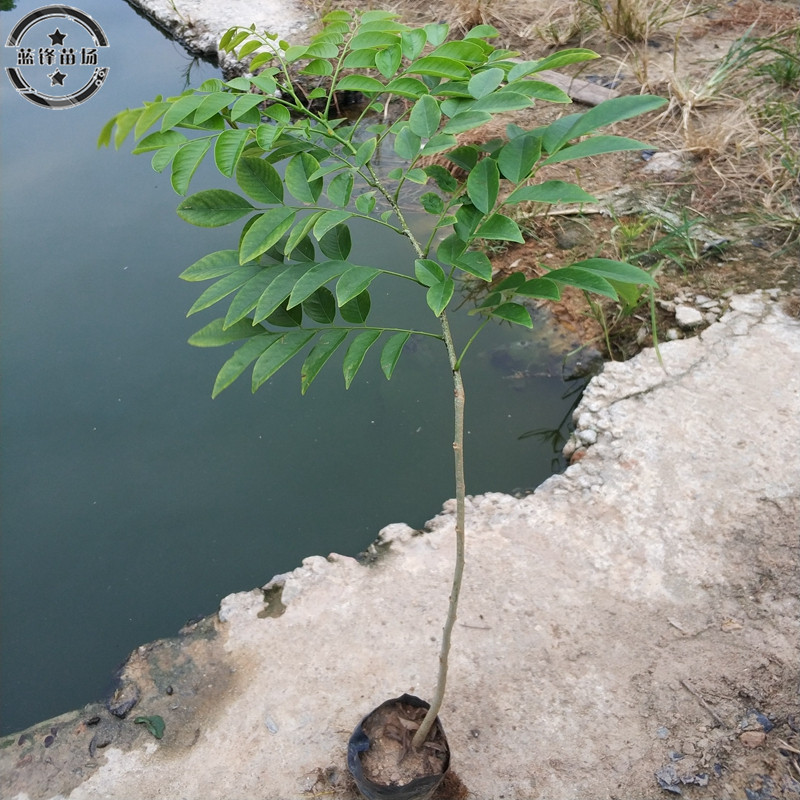 黄花梨树苗海南正宗油梨降香黄檀红木正宗海南黄花梨树地栽盆栽 小编推荐 Wepost 全民代运 马来西亚中国淘宝代运与集运专家