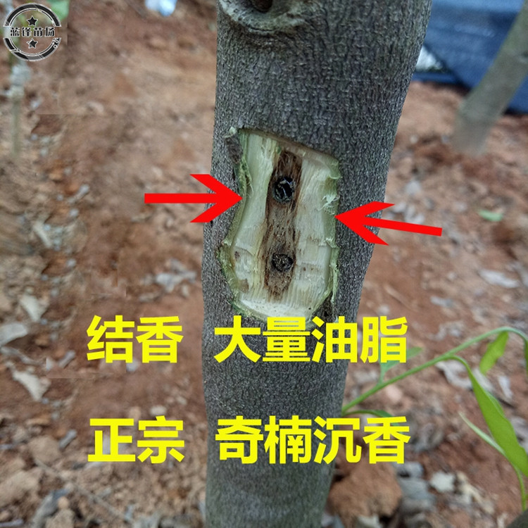 嫁接奇楠沉香树苗正宗越南嫁接奇楠小苗沉香树苗名贵树苗绿化树苗-图2