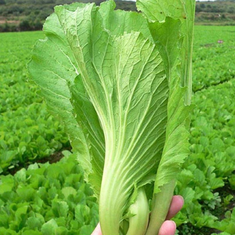 抚州临川菜梗1份4包新鲜菜梗芥菜泡菜江西特产农家萝卜自制下饭菜 - 图1