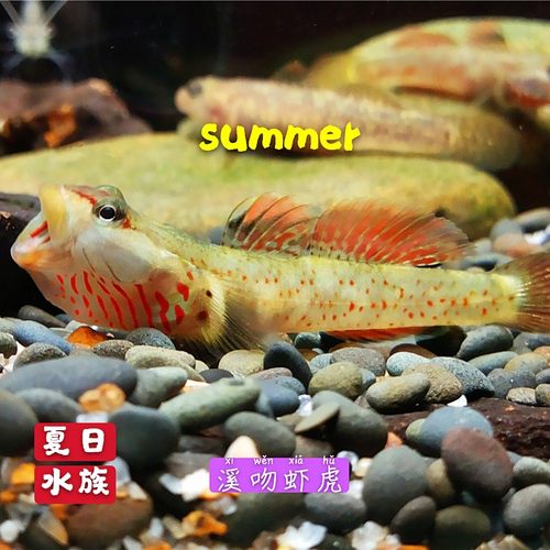 溪吻虾虎白面超红鳍小型溪吻血红虾虎鱼原生鱼观赏鱼冷水鱼免加温 - 图3