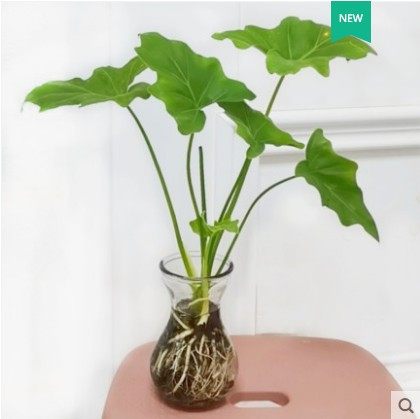 水植物盆栽好养 新人首单立减十元 21年8月 淘宝海外