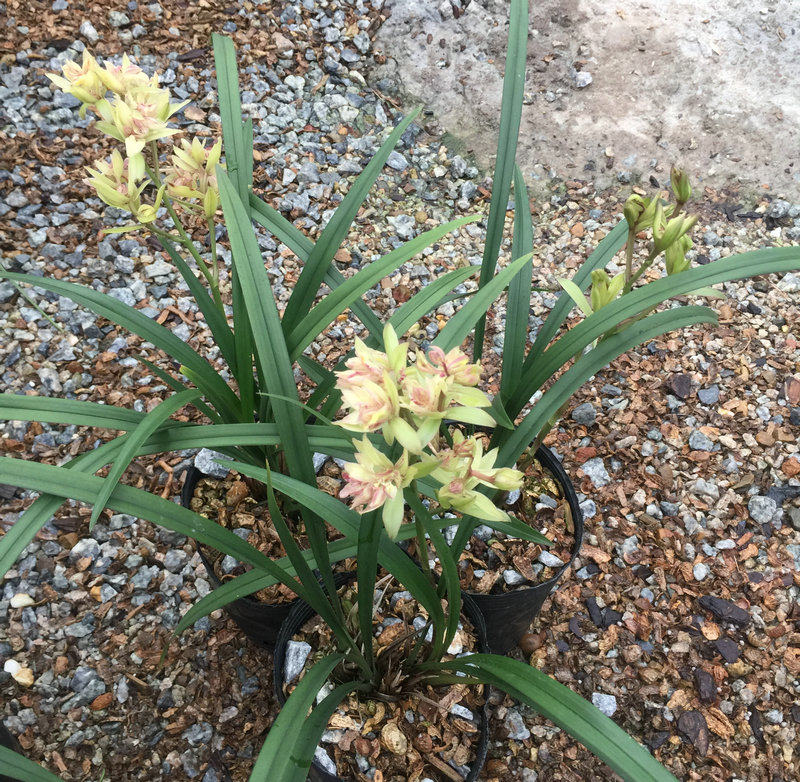 无花浓香！富山奇蝶建兰苗  姿态优美！花特大发芽多非常好