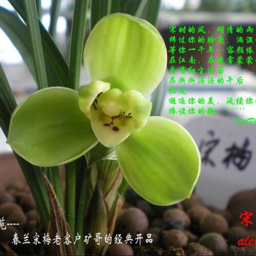无花老种宋梅  春兰梅瓣代表 之香 叶姿飘逸洒脱春节开花 - 图1