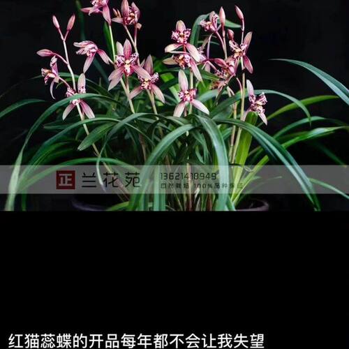 带花苞红猫蕊蝶 红色蝶瓣经典蕊蝶四季兰花多浓香花叶兼赏 - 图2