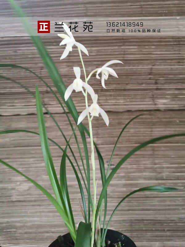 秋雪广东雪白花四季兰建兰浓香白花仙气飘飘叶姿秀美_虎窝淘
