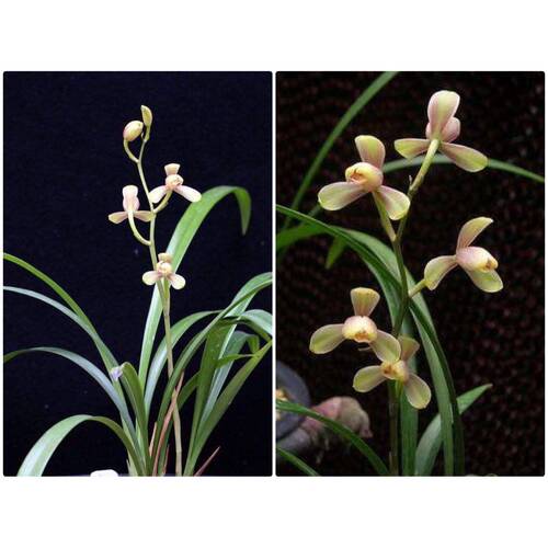 暂无花建兰八大 红一品 正格梅瓣 小巧秀美 皮实好养爱开花 - 图0