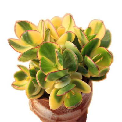 新花月锦多肉老桩姬红花月黄金花月三色花月玉树植物盆栽净化空气 虎窝淘