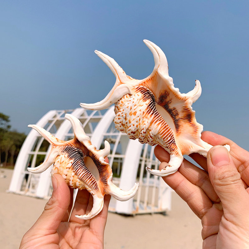 天然贝壳海螺六角螺鱼缸造景水族箱装饰品拍摄道具地中海风格摆件