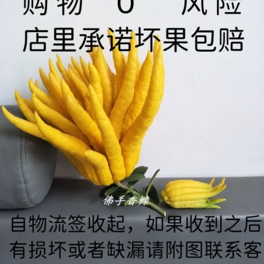 Freshly picked Jinhua Bergamot fresh green fruit