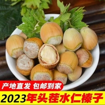 2023 Fresh large hazelnut Northeast with leather Shuanren Water pulp raw Huanren with green leather New cargo wild hazelnut 500g