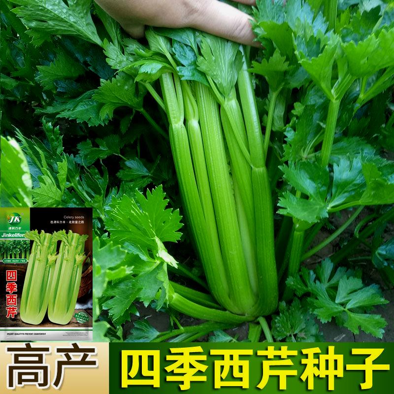 四季大肉西芹种子四季播肉厚脆爽洋芹菜种子高产阳台大棚蔬菜种子 - 图3