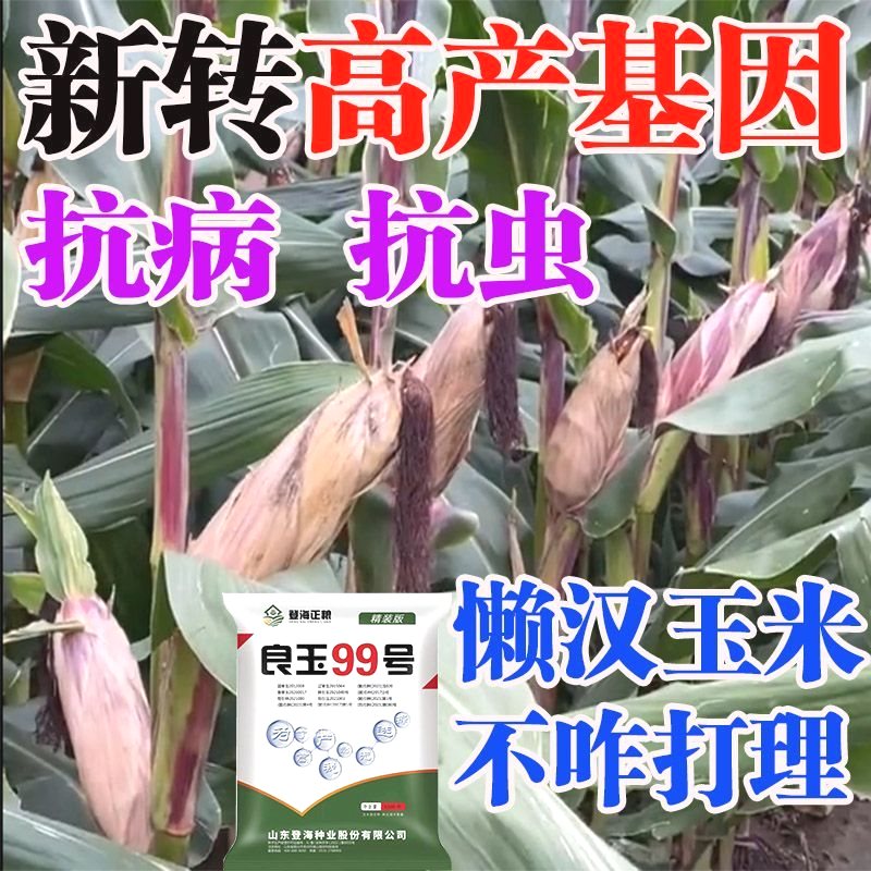 登海良玉99国审高产优质玉米种抗锈矮杆抗旱红轴原装苞米种耐高温-图3