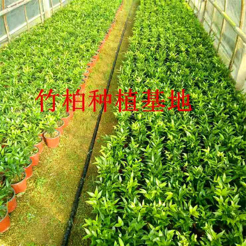 竹柏盆栽绿植室内客厅桌面四季常青清香型净化空气驱蚊虫 - 图2