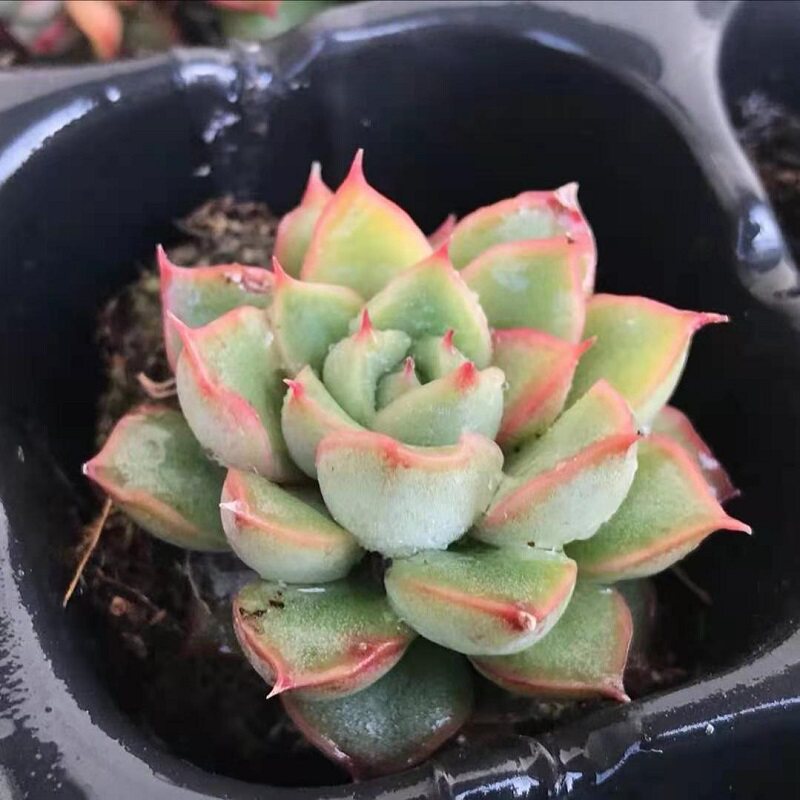 梦幻天使单颗稀有小贵货多肉  室内萌萌哒组合绿植盆栽