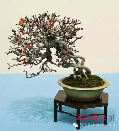 盆景素材 日本长寿梅盆景 红花一号性  品种纯正 白花品种也有 - 图2