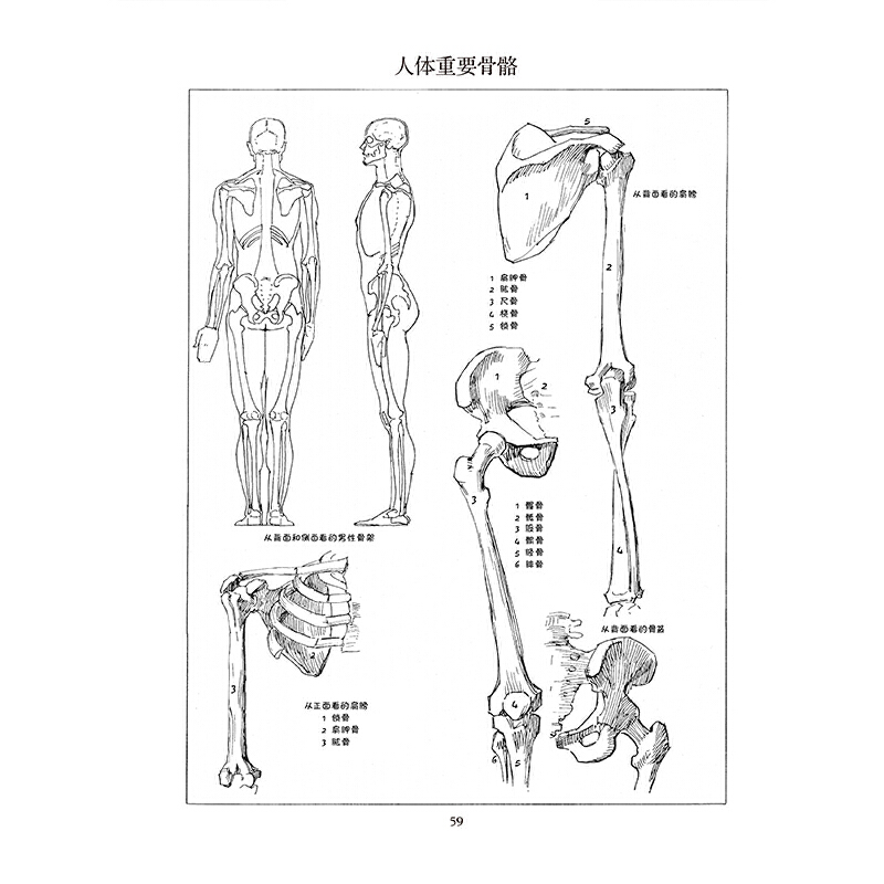 【当当网正版书籍】路米斯经典美术课人体素描伯里曼绘画体系继承人安德鲁路米斯技法亲授 100幅大师手绘图例教你画好人体-图3