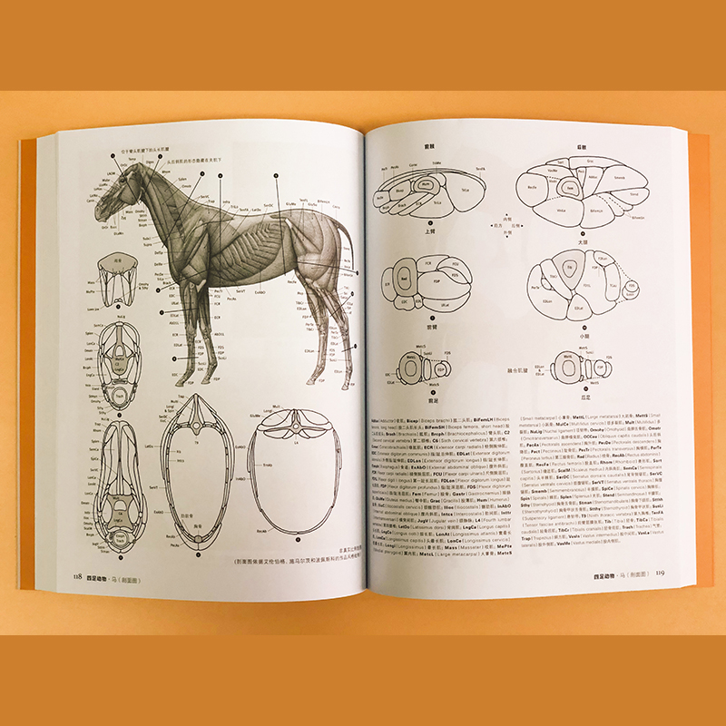 当当网 牛津艺用动物解剖学 中英对照版500余幅常见动物解剖结构示意图动物骨骼与肌肉运动结构 动物绘画技法解剖教程教学工具书籍 - 图1