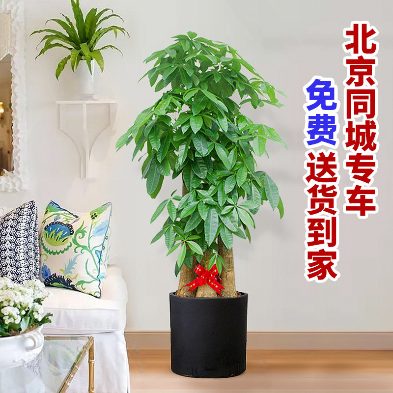 北京步步高发财树客厅大盆栽大棵室内绿植大型植物开业办公室乔迁,淘宝优惠券,粉丝福利购,淘宝优惠卷