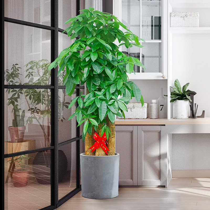 北京步步高发财树客厅大盆栽大棵室内绿植大型植物开业办公室乔迁,淘宝优惠券,粉丝福利购,淘宝优惠卷