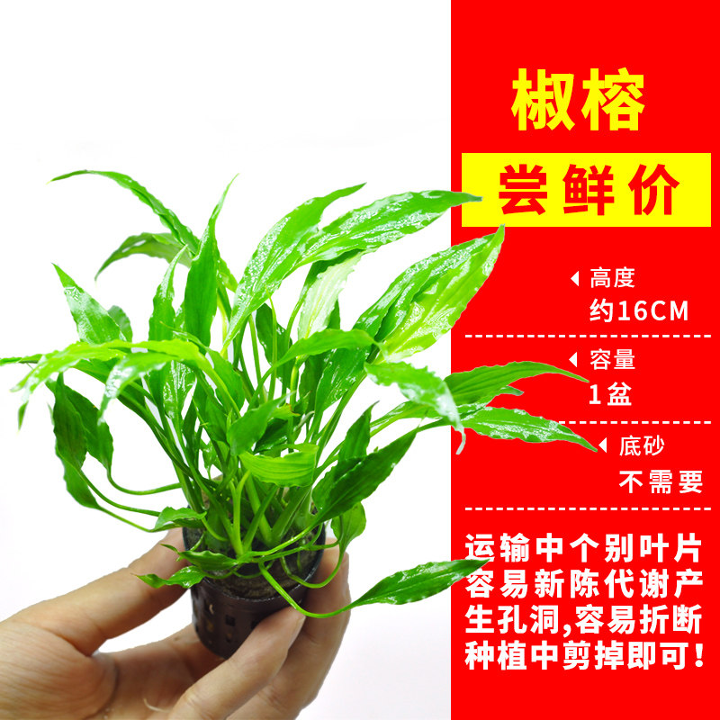 鱼缸水草植物真草造景套餐蜈蚣阴性增氧趴地矮珍珠活懒人水榕沉木 青色水景空间 淘优券