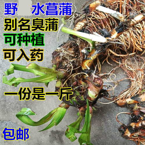 自然生长新鲜水菖蒲老根泥菖莆臭蒲根水菖蒲草根水剑草材一斤包邮 - 图2