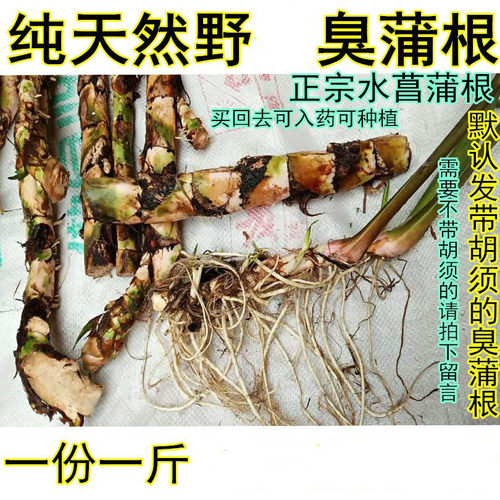 自然生长新鲜水菖蒲老根泥菖莆臭蒲根水菖蒲草根水剑草材一斤包邮 - 图1