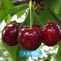 Northeast China cold resistant large cherry tree Miao Russia 8th cherry tree sapling northern planting the year results potted plants planted