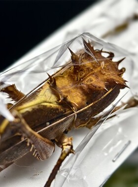印尼短翅天狗螽 龙头螽斯标本昆虫标本收藏艺术品自然博物馆手工