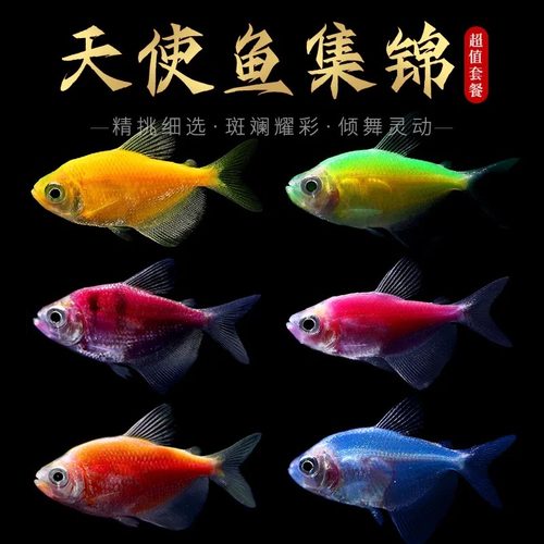 天使鱼观赏鱼大号群游懒人小型淡水好养耐活红天使老虎热带鱼鱼苗 - 图0